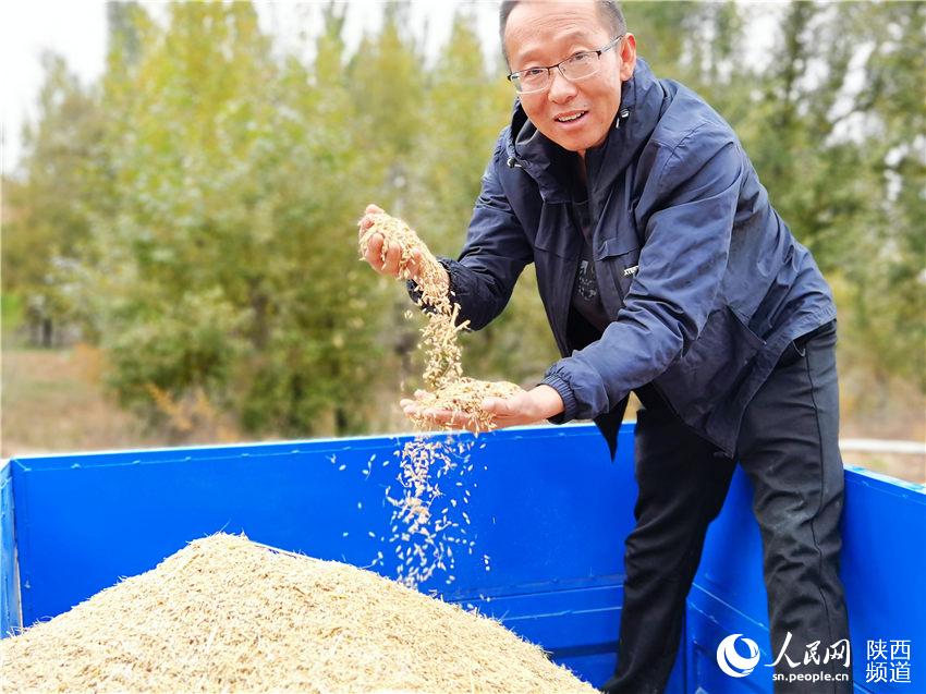 靖邊縣馬季溝村民在收獲稻谷。白凌燕攝