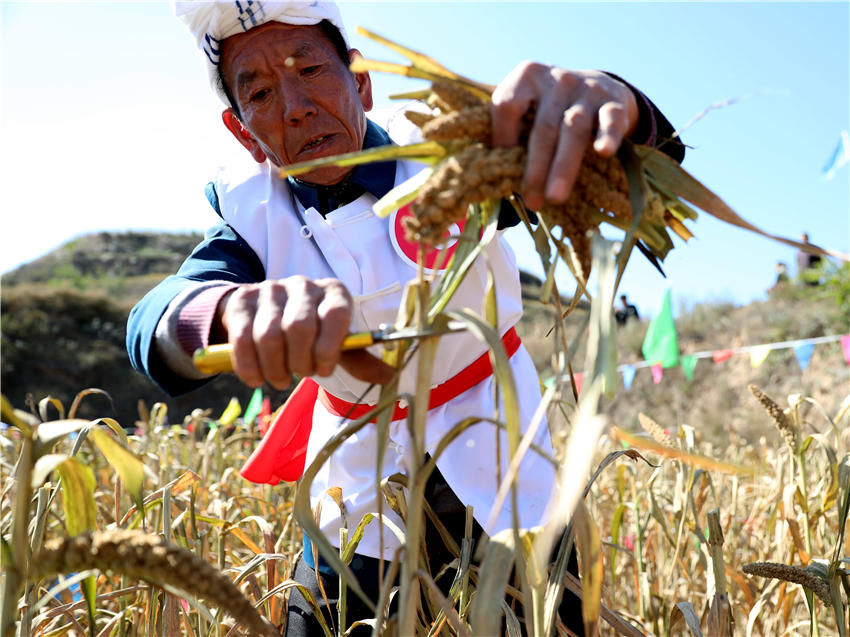 高西溝村的谷子地里，農(nóng)民隊(duì)員們割谷打捆，一派熱火朝天景象。杜銀寶攝