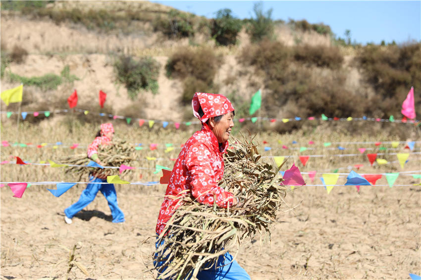 高西溝村的谷子地里，農(nóng)民隊員們割谷打捆，一派熱火朝天景象。杜銀寶攝