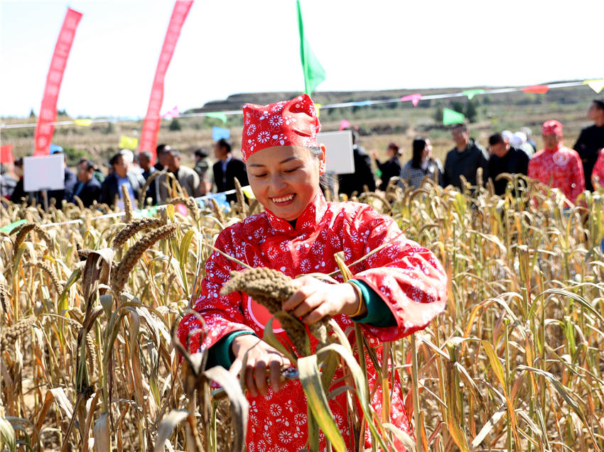 高西溝村的谷子地里，農(nóng)民隊(duì)員們割谷打捆，一派熱火朝天景象。杜銀寶攝