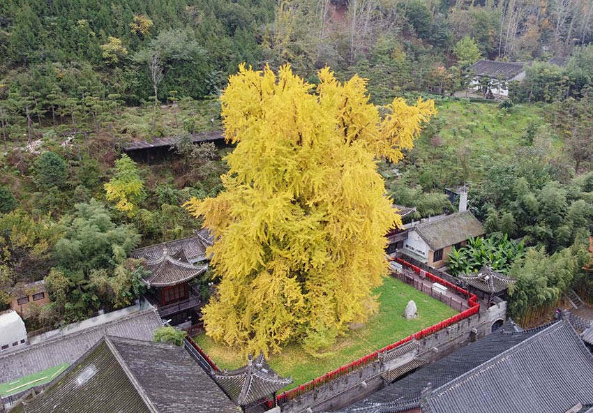 千年銀杏樹(shù)披上“金縷衣”，引來(lái)眾多游客打卡拍照。黨童攝