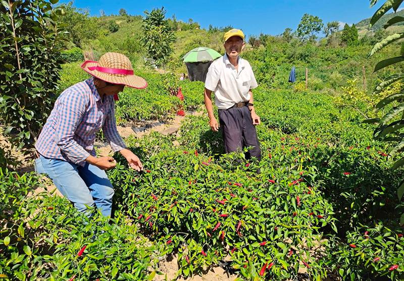 陜西尚都富硒辣椒農(nóng)業(yè)發(fā)展有限公司位于旬陽高新區(qū)呂河工業(yè)園區(qū)，主要從事從事辣椒種植、加工和銷售。該公司同農(nóng)戶簽訂訂單收購協(xié)議，由農(nóng)民種植辣椒，公司進(jìn)行收購。圖為村民正在采摘辣椒。周尚攝