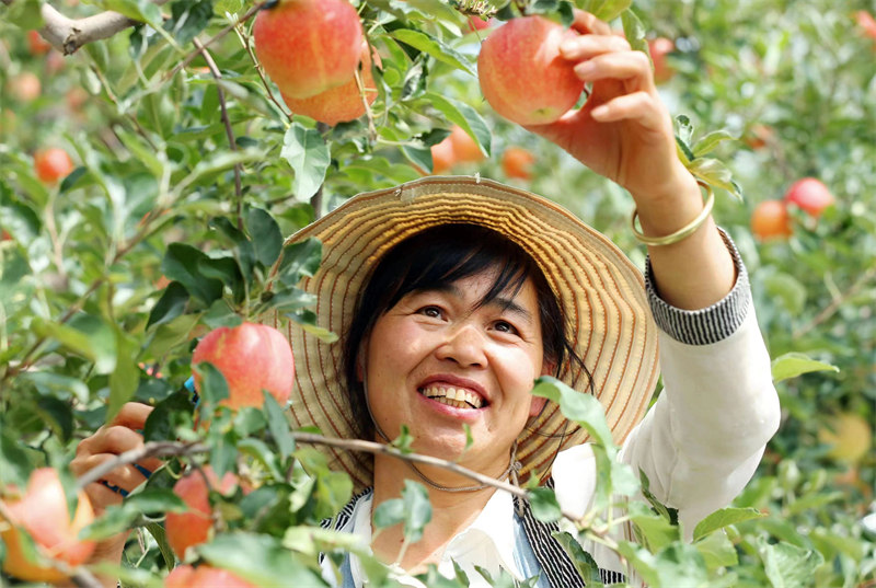 近日，陜西省合陽縣甘井鎮(zhèn)的蘋果迎來豐收，已有超3萬件蘋果被銷往全國各地。雷現(xiàn)榮 攝