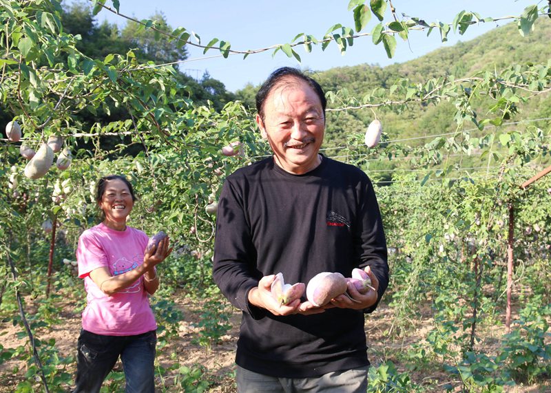 在袁家莊街道王家灣村八月瓜產(chǎn)業(yè)園里，村民們喜悅展示收獲。吳彥峰攝