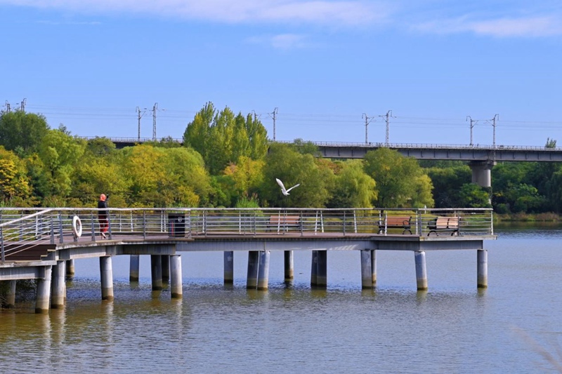 鳥(niǎo)兒在西安浐灞國(guó)家濕地公園飛翔。張超群攝