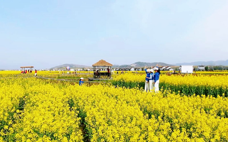 油菜花海吸引游客前來拍照打卡。任莉 攝