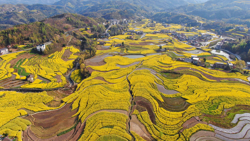 擁有260年歷史的鳳堰古梯田迎來(lái)最美油菜花海。