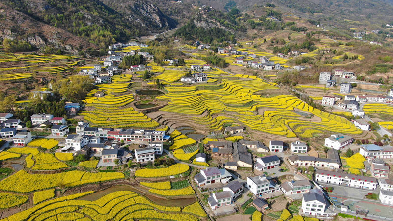 擁有260年歷史的鳳堰古梯田迎來最美油菜花海。