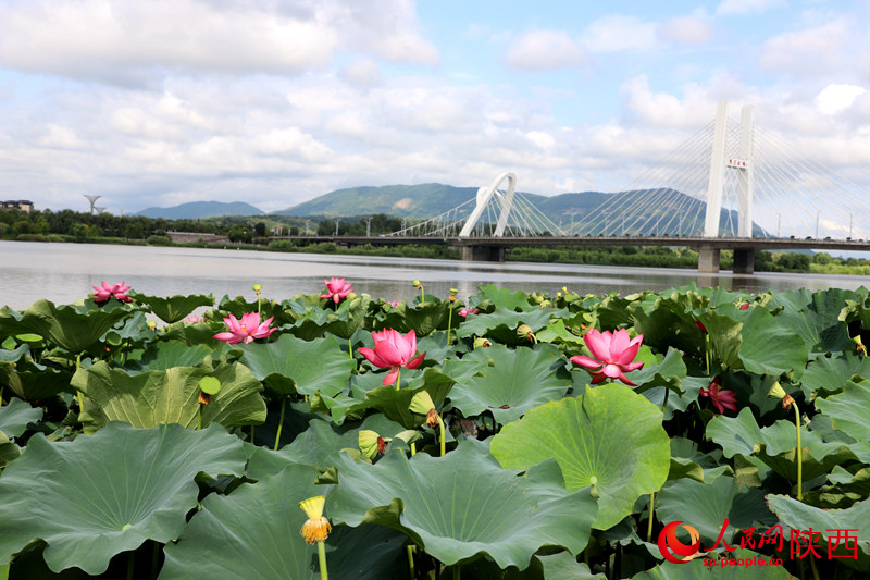 天漢濕地公園蓮花池。人民網(wǎng)記者 孫挺攝