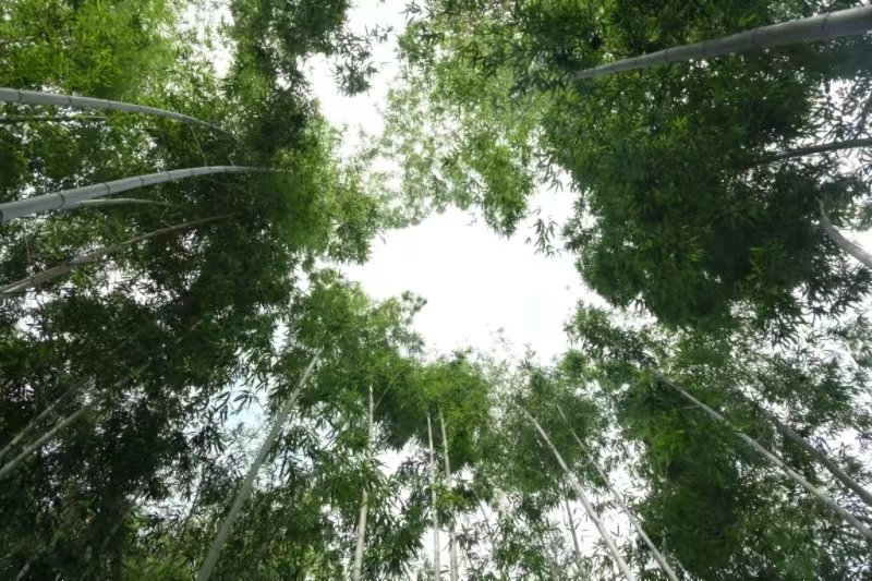 周至縣張龍村“竹海”。李銳攝