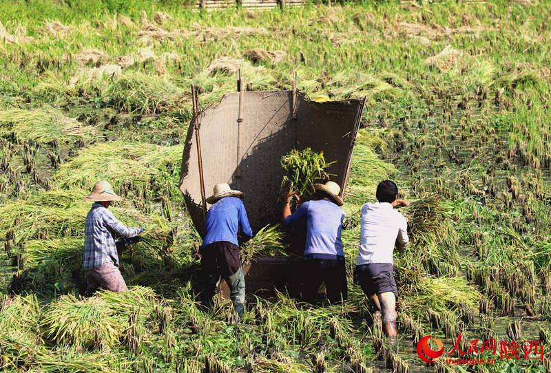 農(nóng)民在稻田地里一片繁忙景象。人民網(wǎng)記者孫挺 攝