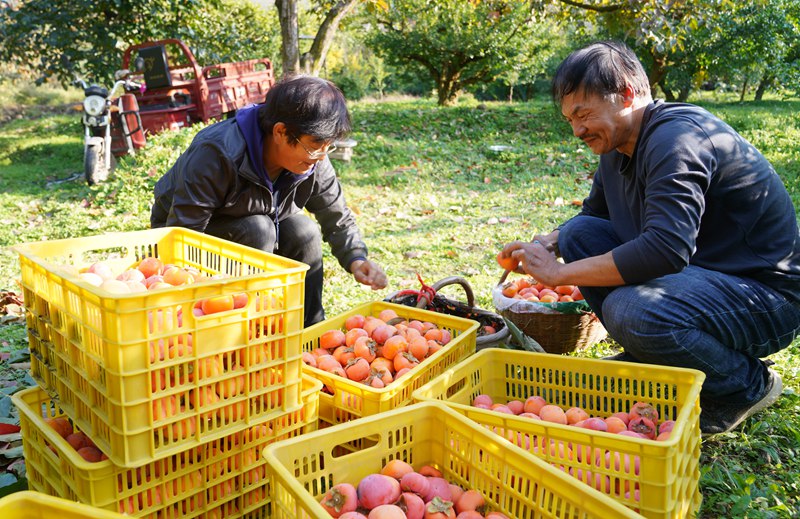 果農(nóng)忙著采摘、分揀、裝筐、運(yùn)輸，一派豐收景象。王三合攝