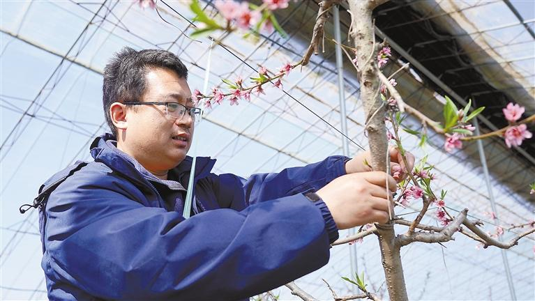 3月1日，達(dá)靖文在管護(hù)大棚桃樹(shù)。