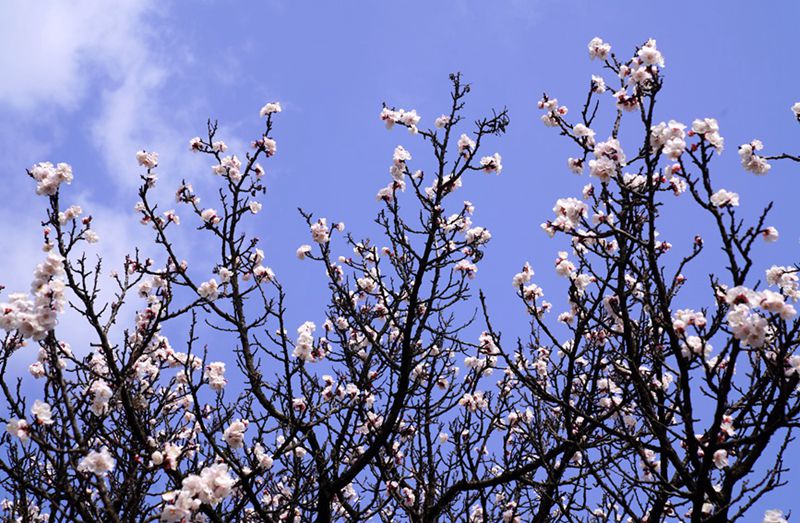 3月25日，西安市臨潼區(qū)仁宗街道莊王村官溝組杏花嶺上的杏花迎風(fēng)怒放。王三合攝