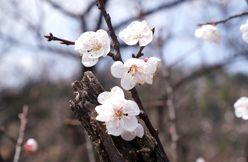 3月25日，西安市臨潼區(qū)仁宗街道莊王村官溝組杏花嶺上的杏花迎風怒放。王三合攝