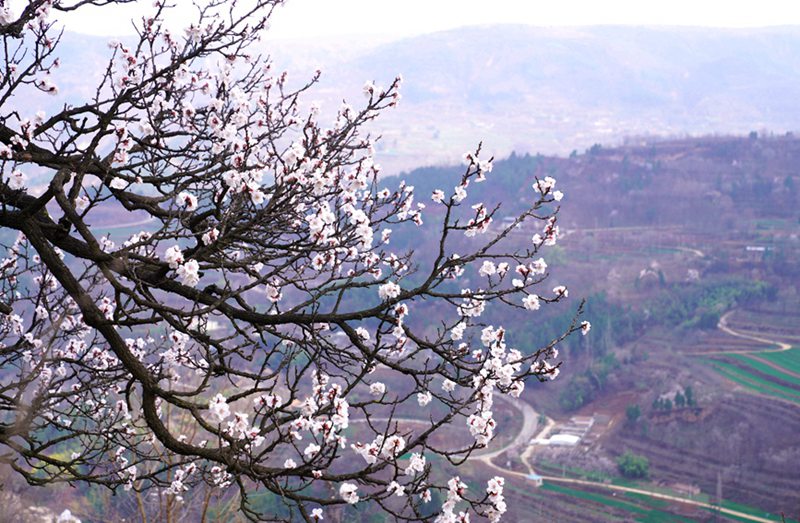 3月25日，西安市臨潼區(qū)仁宗街道莊王村官溝組杏花嶺上的杏花迎風(fēng)怒放。王三合攝