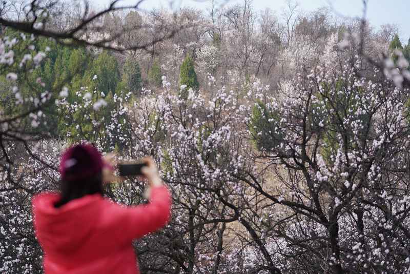 3月25日，游客在杏花嶺上賞花打卡。王三合攝