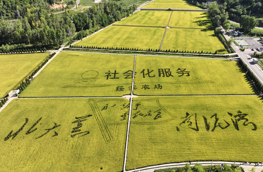 南泥灣景區(qū)風(fēng)光（無人機(jī)航拍）。 田剛攝