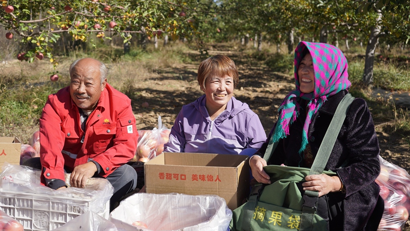 村民們正在采摘蘋果。