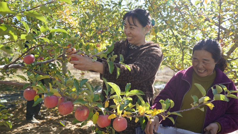 小河村的蘋果喜獲豐收，村民們正在果園采摘。