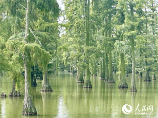 湖北省武漢漲渡湖濕地，池杉“破水而出”。人民網(wǎng)記者 張沛攝